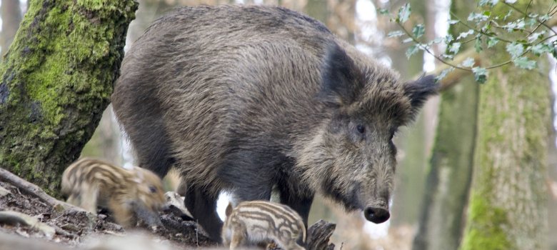 Wildschwein bild7.jpg