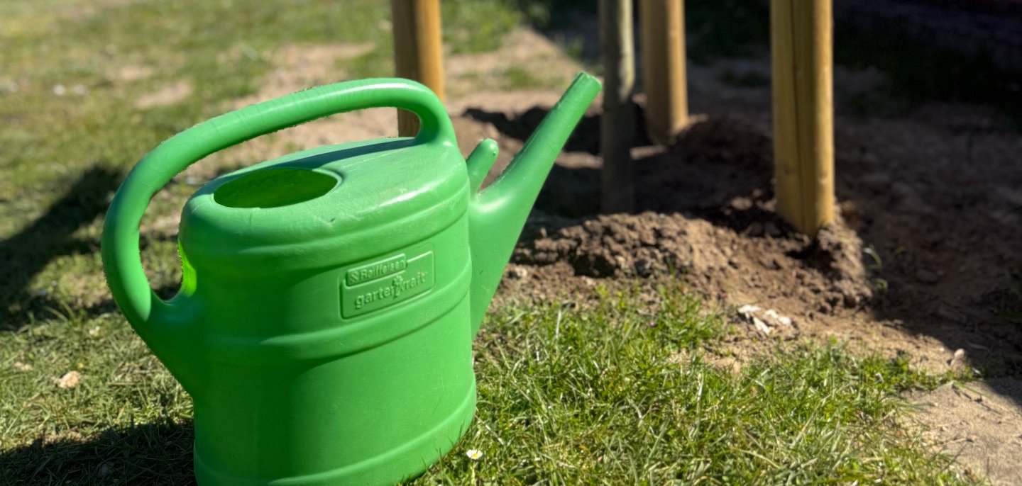 Angesicht des bislang trockenen Frühjahrs brauchen gerade junge Bäume nun Wasser.