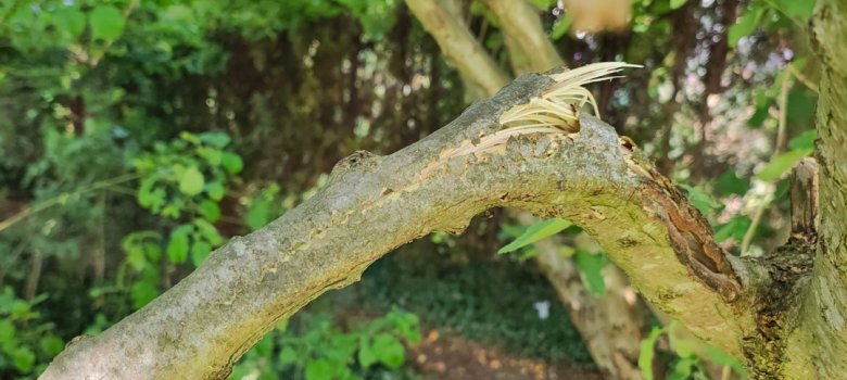 Vandalismus Rotdornweg Spaden