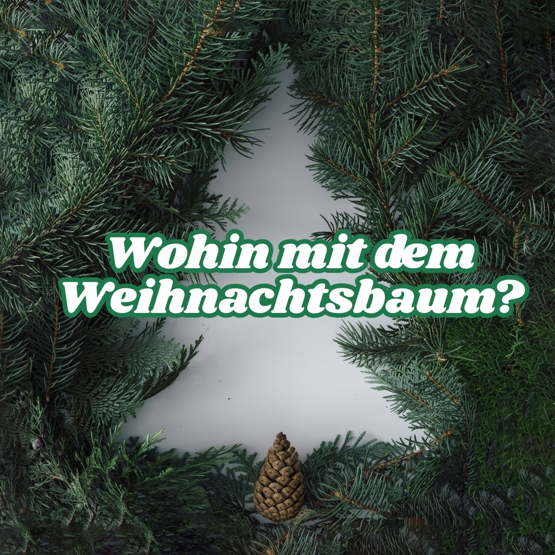 Tannenbäume werden eingesammelt