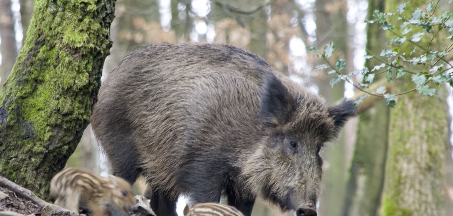 Wildschwein