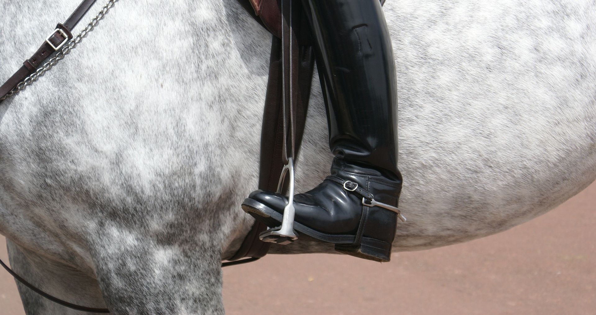 Pferd mit Reiter Turnierpferd