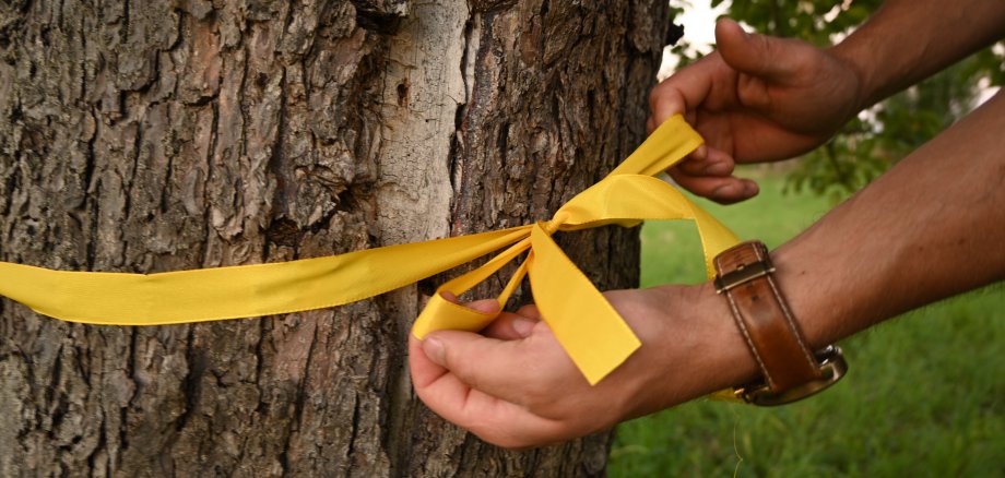 Gelbes Band wird um Baum gewickelt