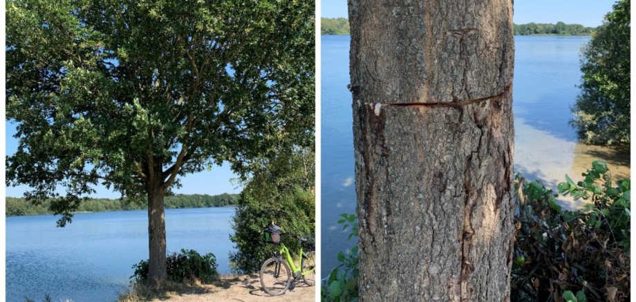 Angesägter Baum Apeler See