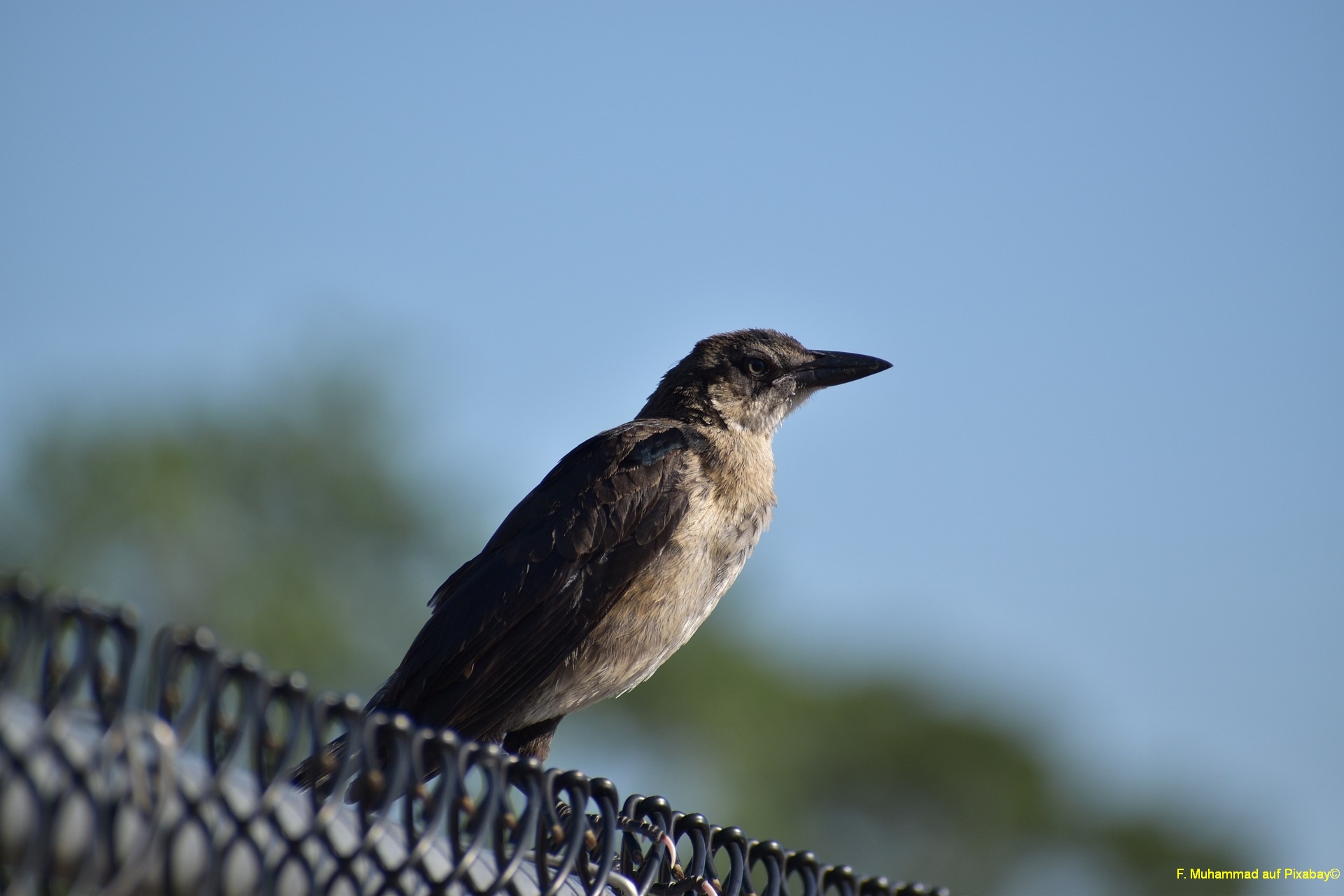 Ein Spiegelkämpfer auf einem Zaun
